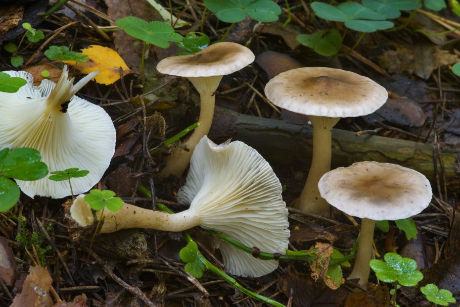 Говорушка бледноокрашенная. Clitocybe metachroa