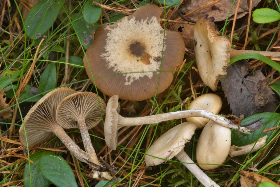 Говорушка бледноокрашенная. Clitocybe