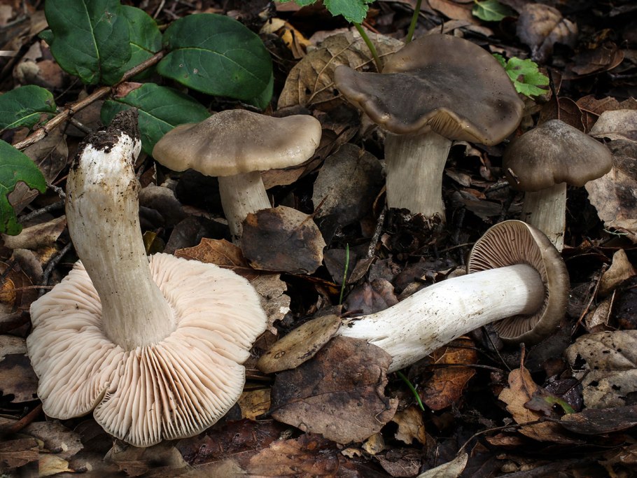Говорушка булавоногая Ampulloclitocybe clavipes