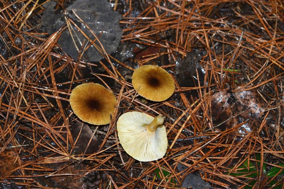 Lepista multiformis