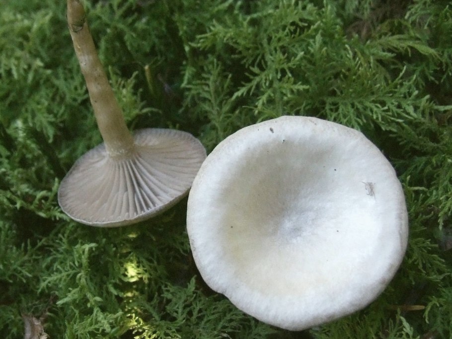 Говорушка желобчатая Clitocybe vibecina