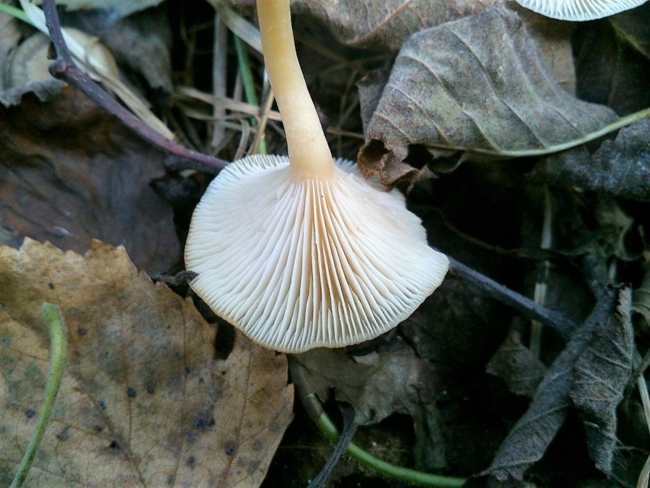 Говорушка бледноокрашенная. Clitocybe