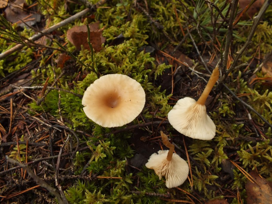 Clitocybe Dicolor