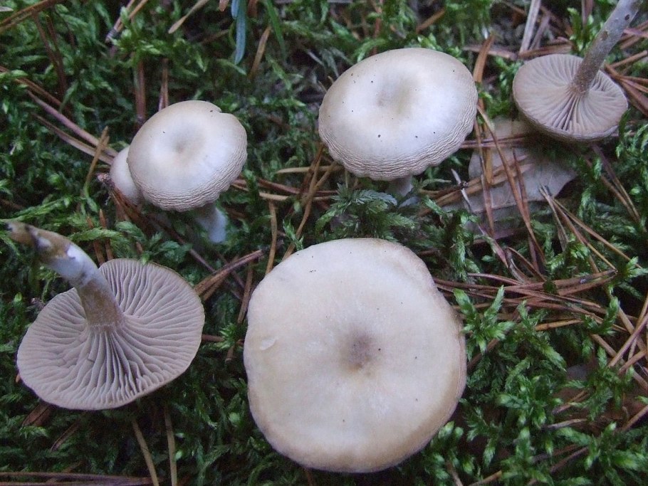 Говорушка бледноокрашенная. Clitocybe