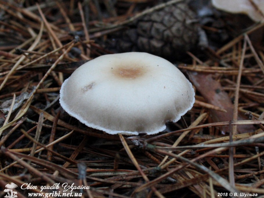 Clitocybe Dicolor