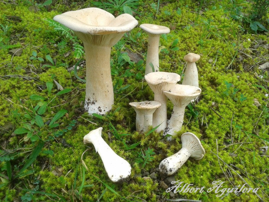 Говорушка блюдцевидная (Clitocybe catinus)