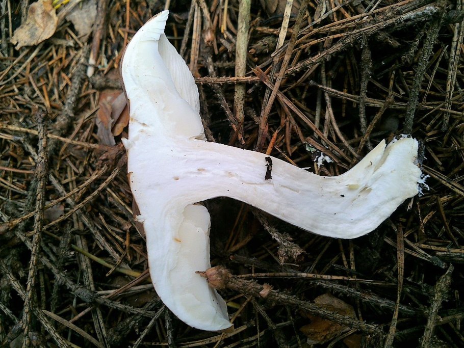 Clitocybe diatreta