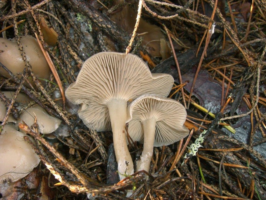 Clitocybe metachroa