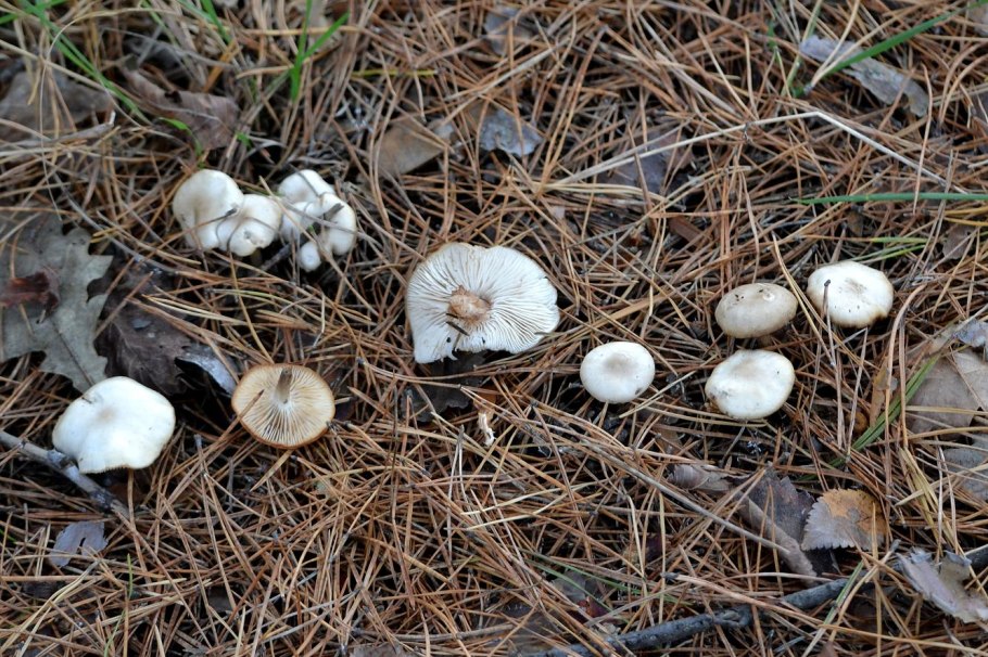 Clitocybe metachroa