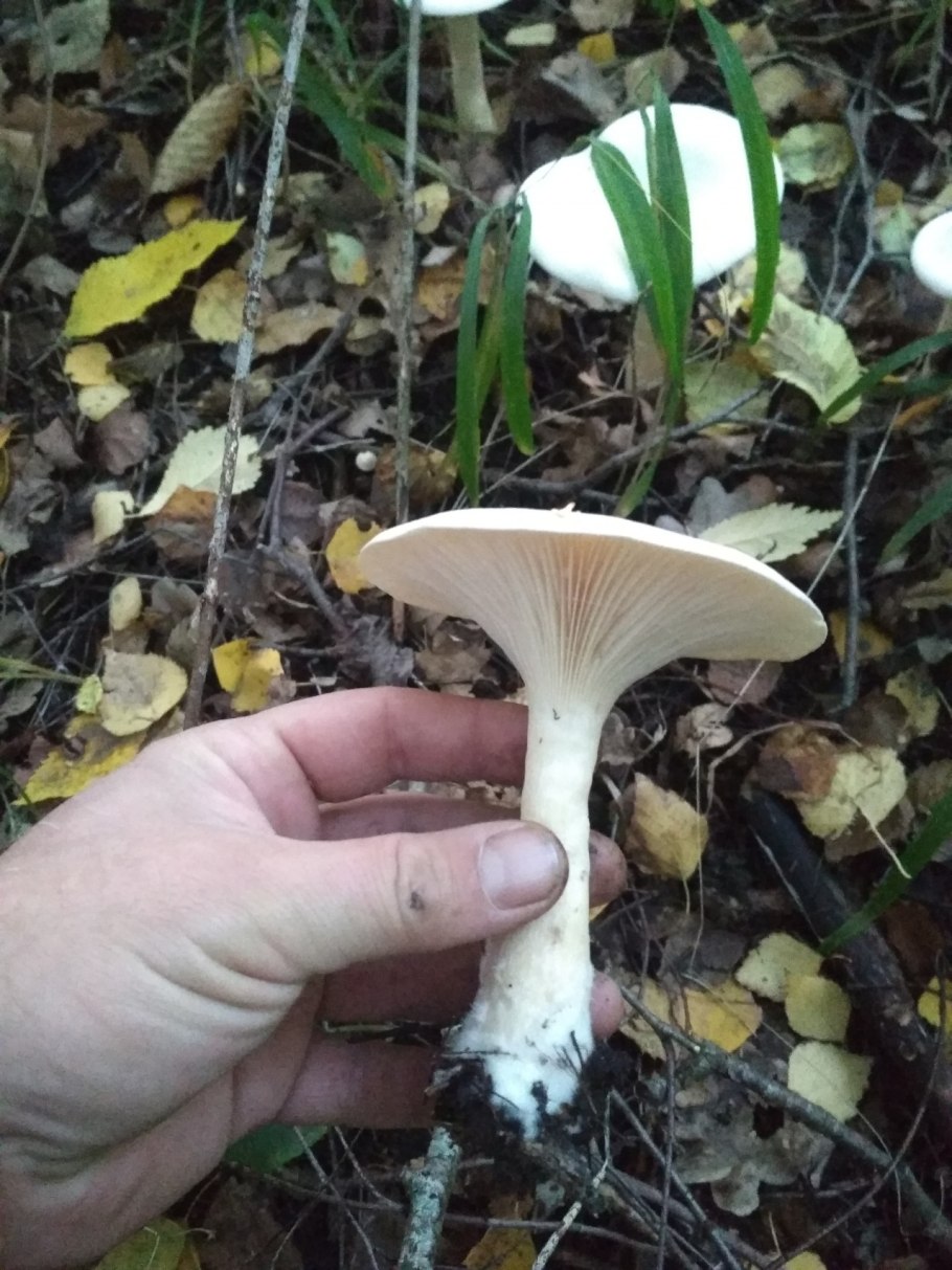 Говорушка оранжевая или ложная Лисичка (Hygrophoropsis aurantiaca).