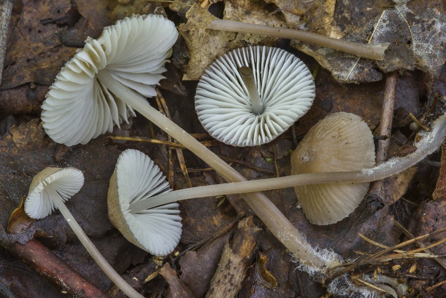 Clitocybe vibecina