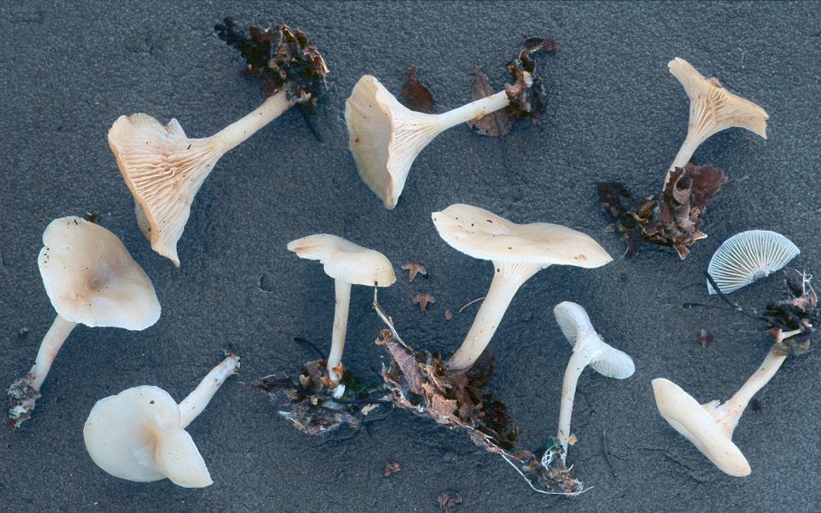 Говорушка подогнутая Infundibulicybe geotropa
