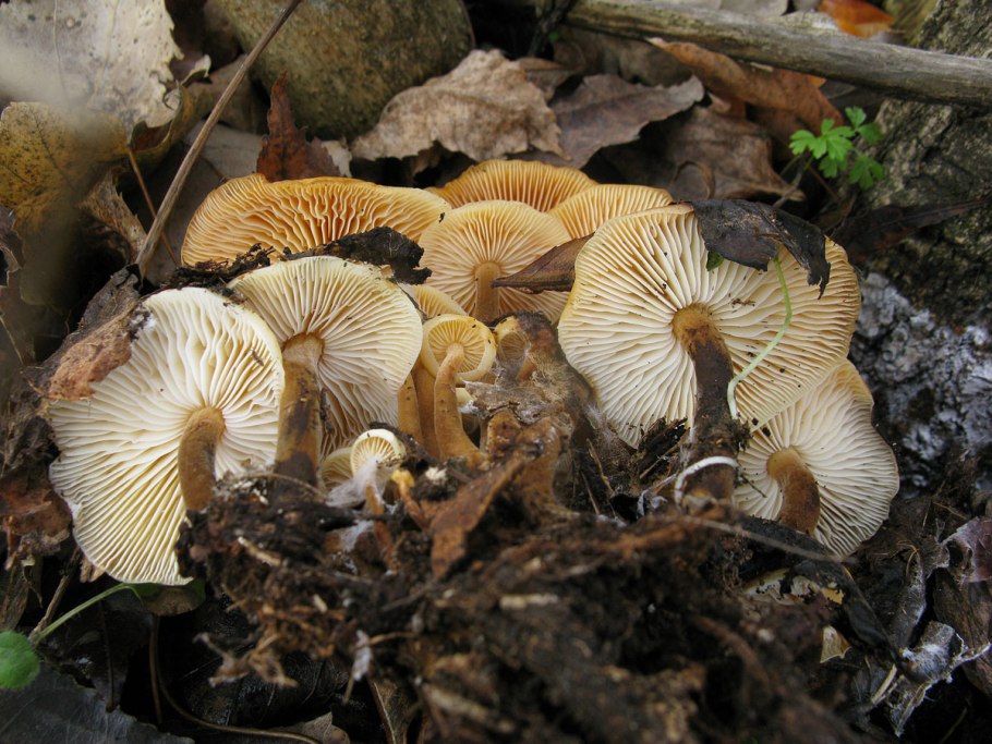 Рядовка пятнистая (Tricholoma pessundatum)