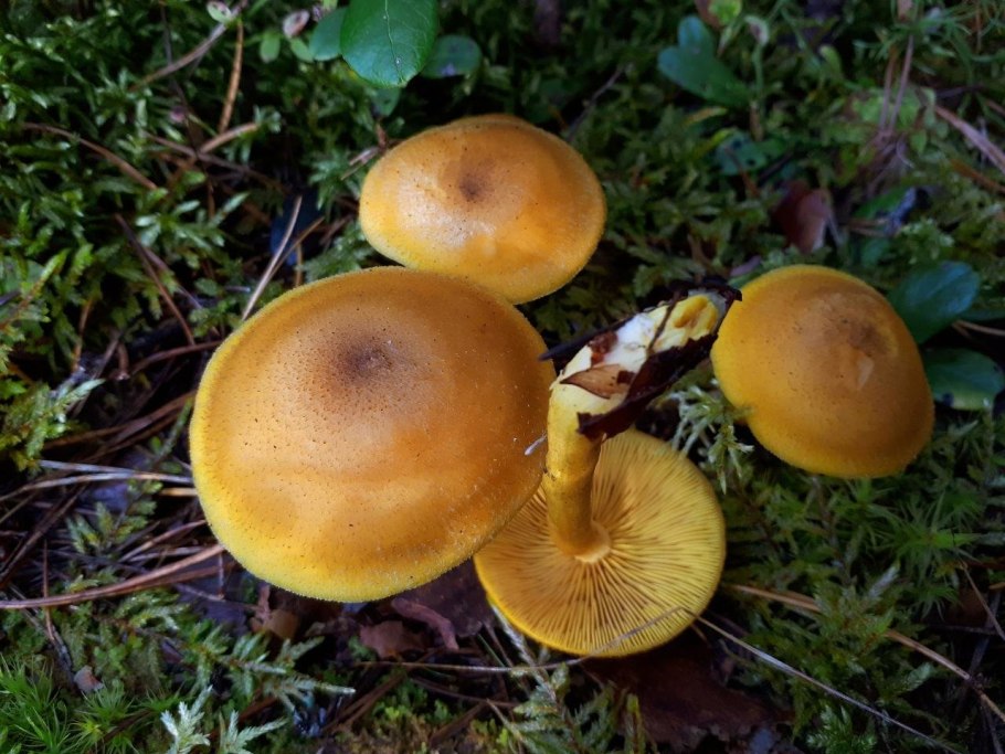 Грибы мышата