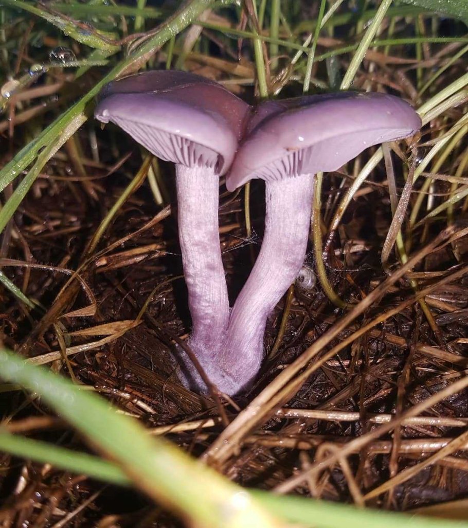 Гриб рядовка фиолетовая
