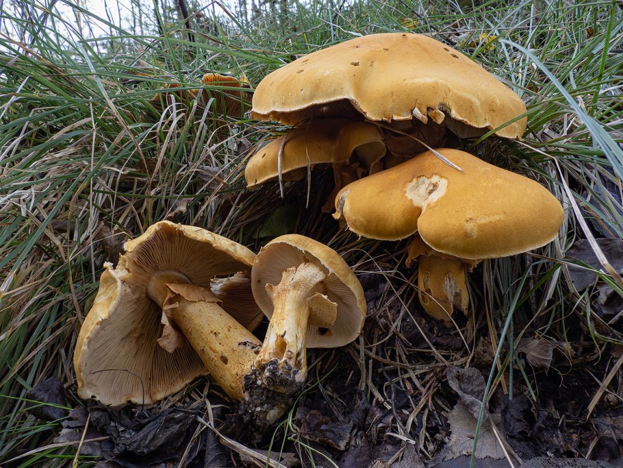 Шляпка белого гриба сверху