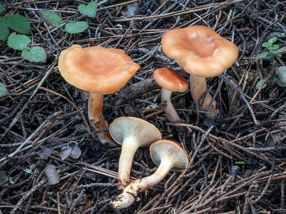 Рядовка штриховатая