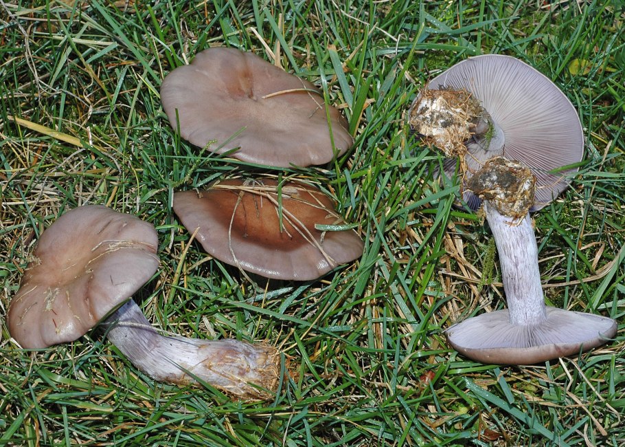 Рядовка дымчатая (говорушка дымчатая) Clitocybe nebularis.