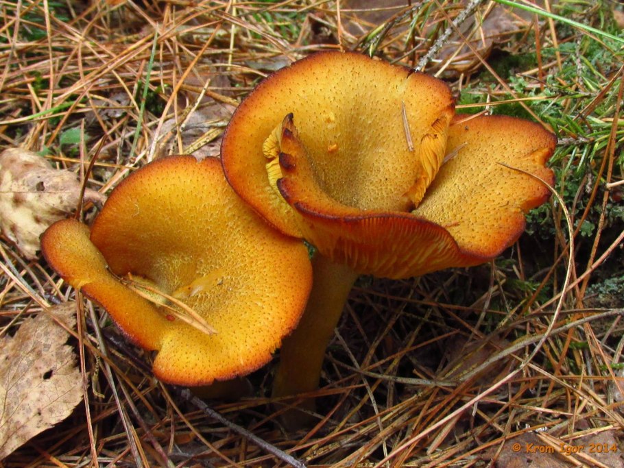 Рядовка оранжевая