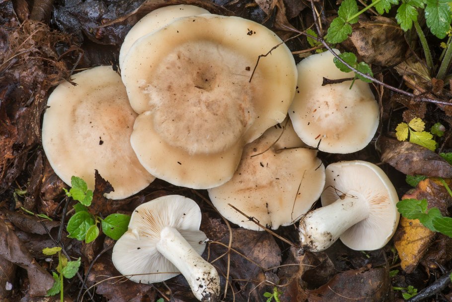 Рядовка желто-красная Tricholomopsis rutilans