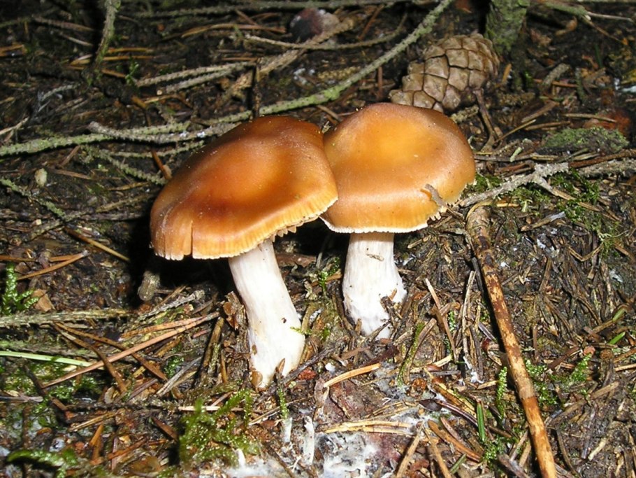 Паутинник абрикосово желтый