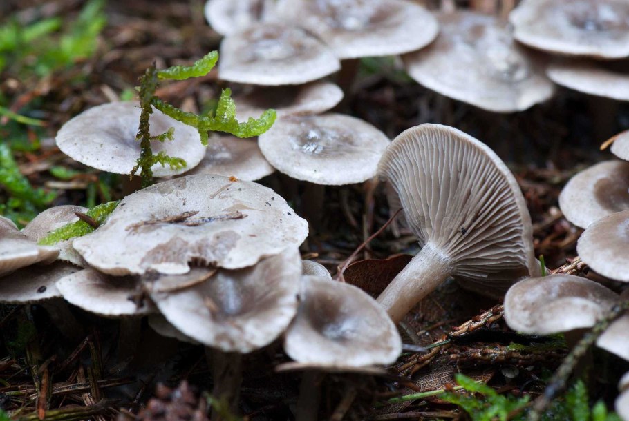 Рядовка Еловая Tricholoma aestuans