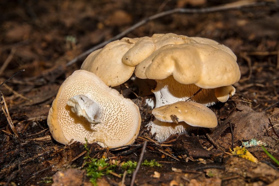 Ежевик жёлтый (Hydnum repandum).