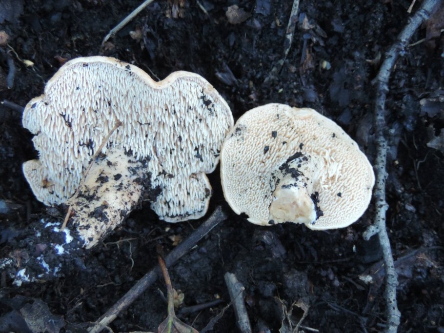 Ежовик Юсси