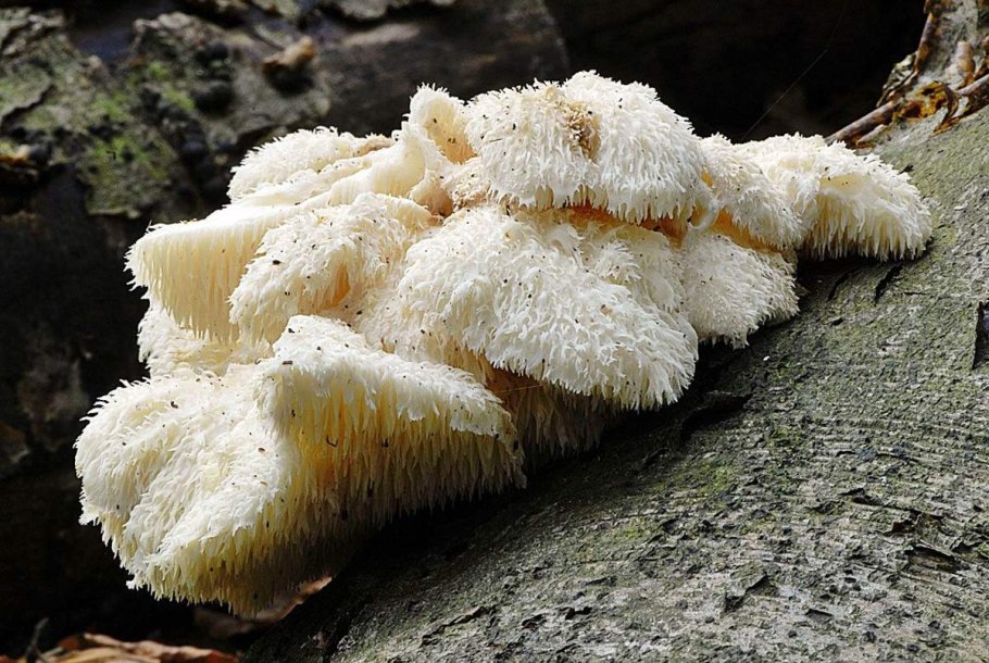 Ежовик усиковый