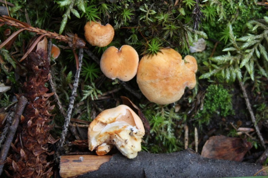 Ежовик рыжеющий