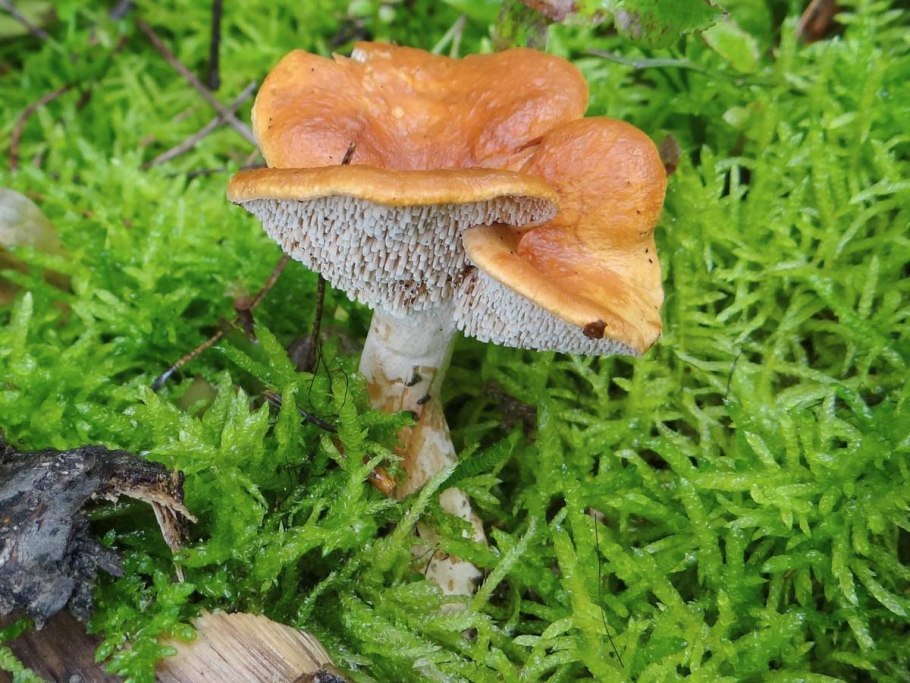 Hydnum rufescens