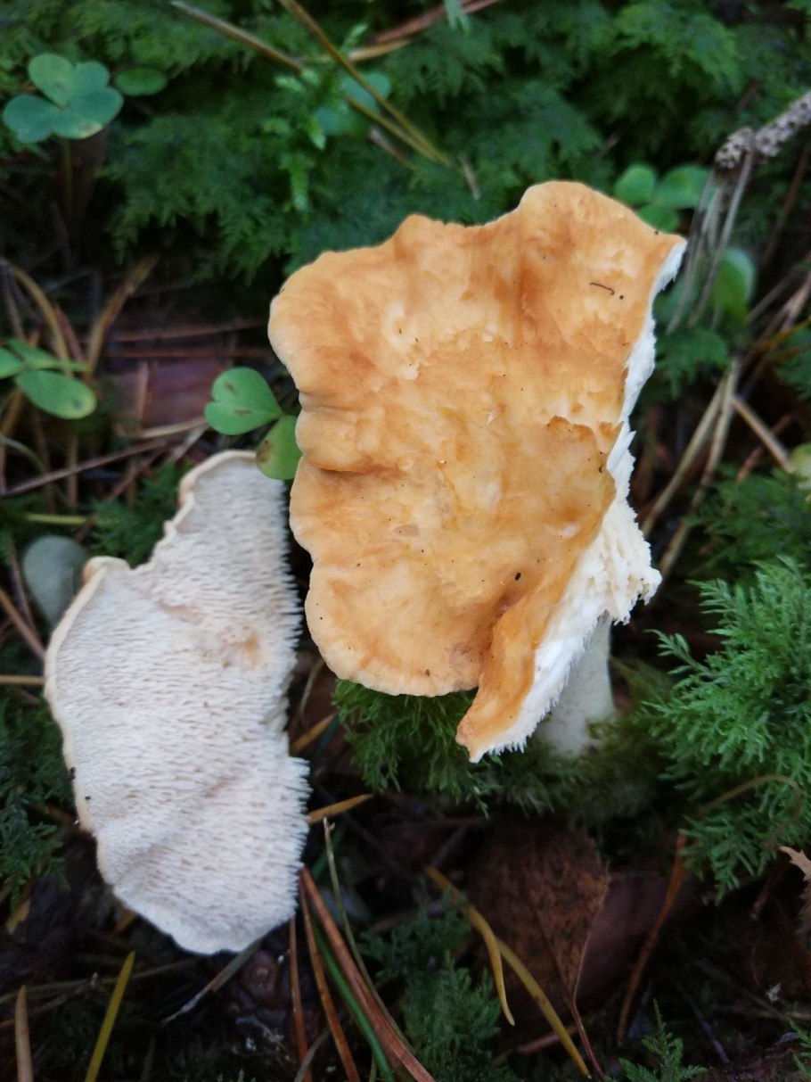 Ежовик красновато-желтый