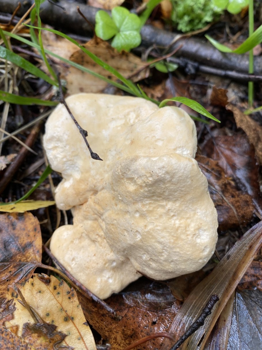 Ежовик жёлтый Hydnum repandum