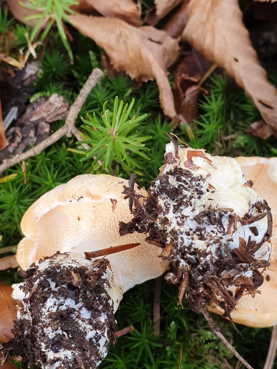 Ежовик гриб Колчак