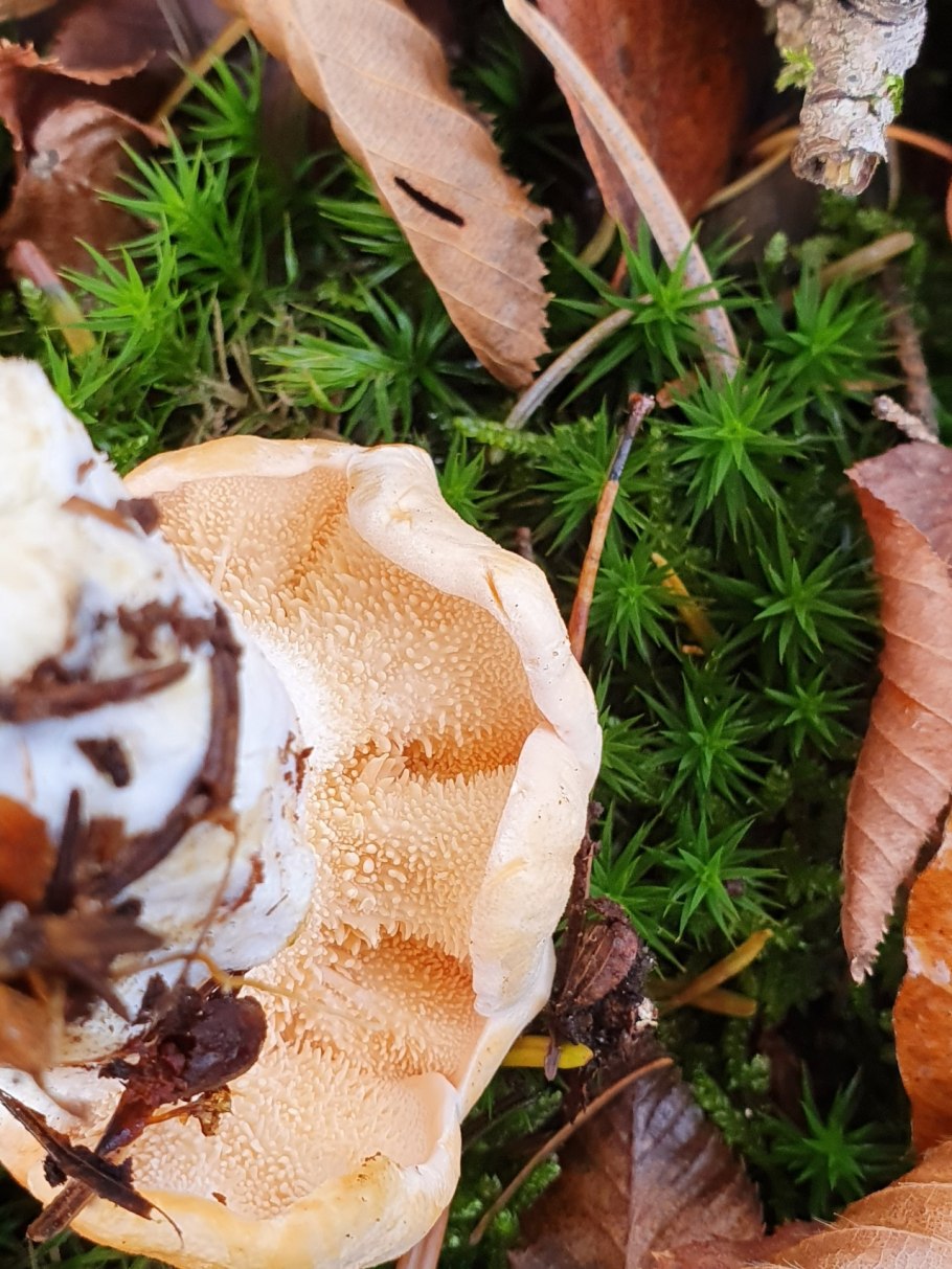 Ежовик жёлтый