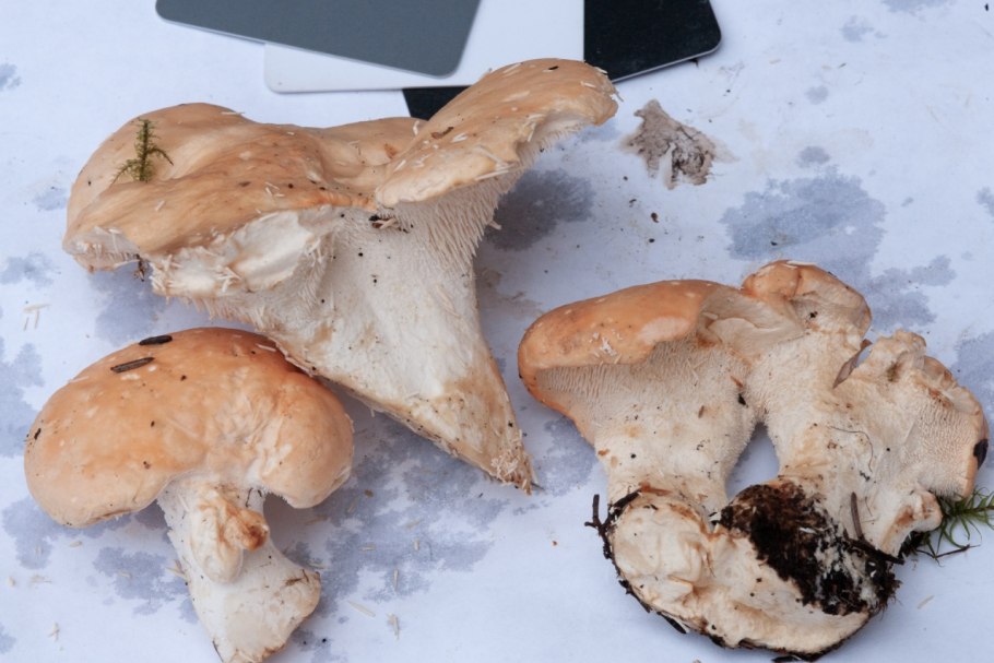 Грибы ежовики маринованные