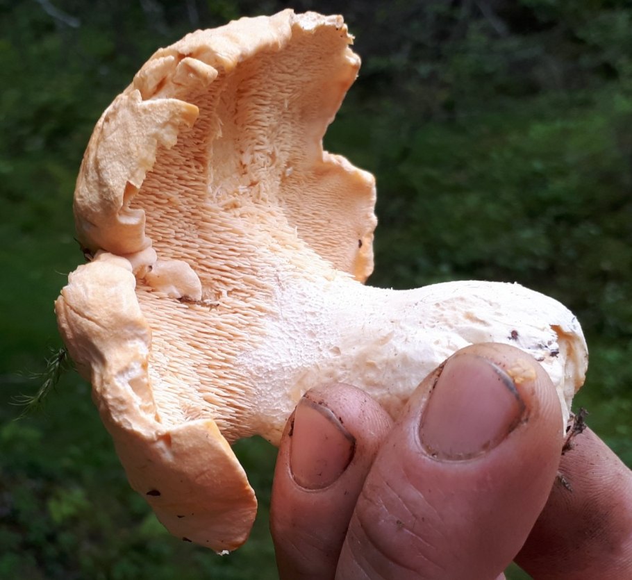 Желтый ежовик съедобный