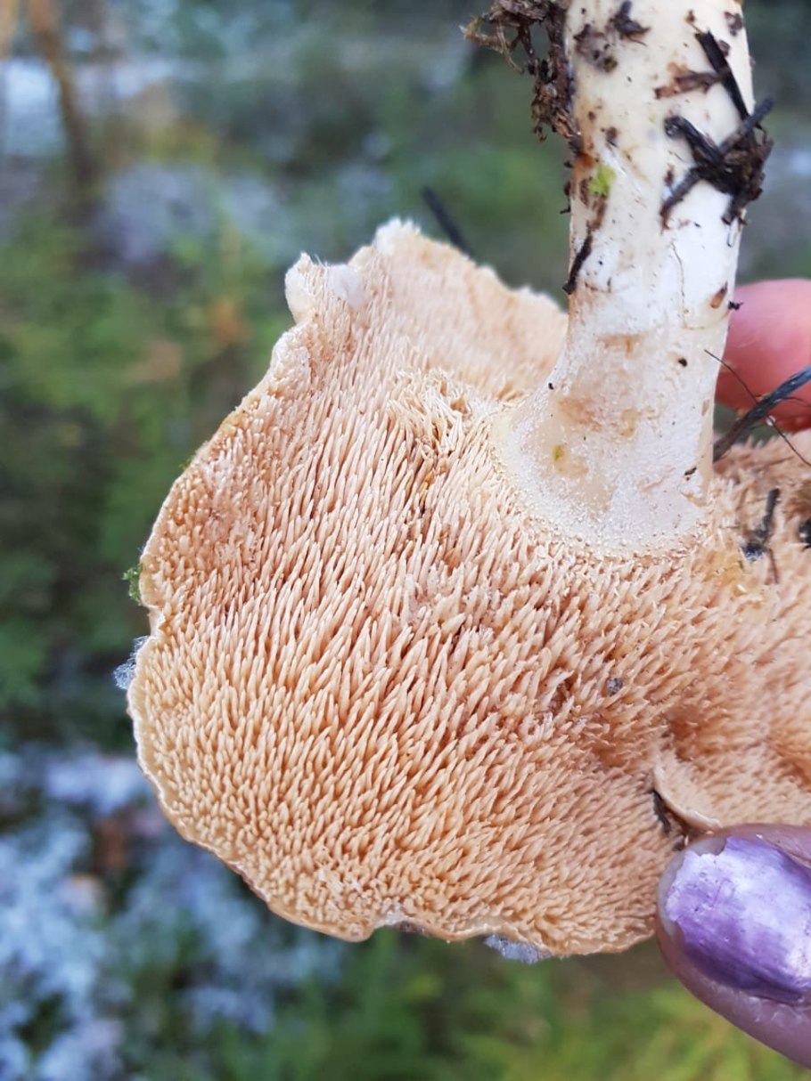 Грибы ежовик жёлтый