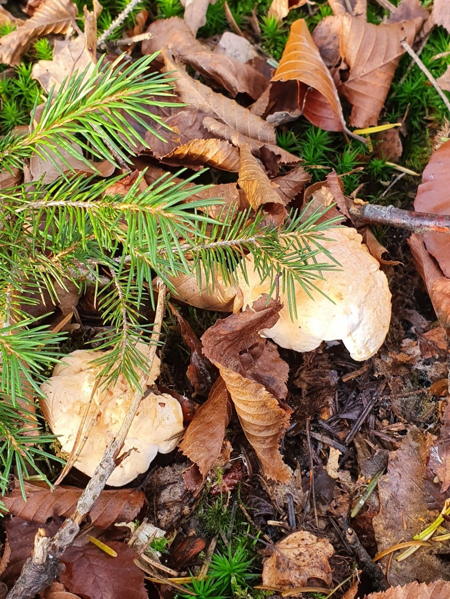 Ежовик желтый молодой