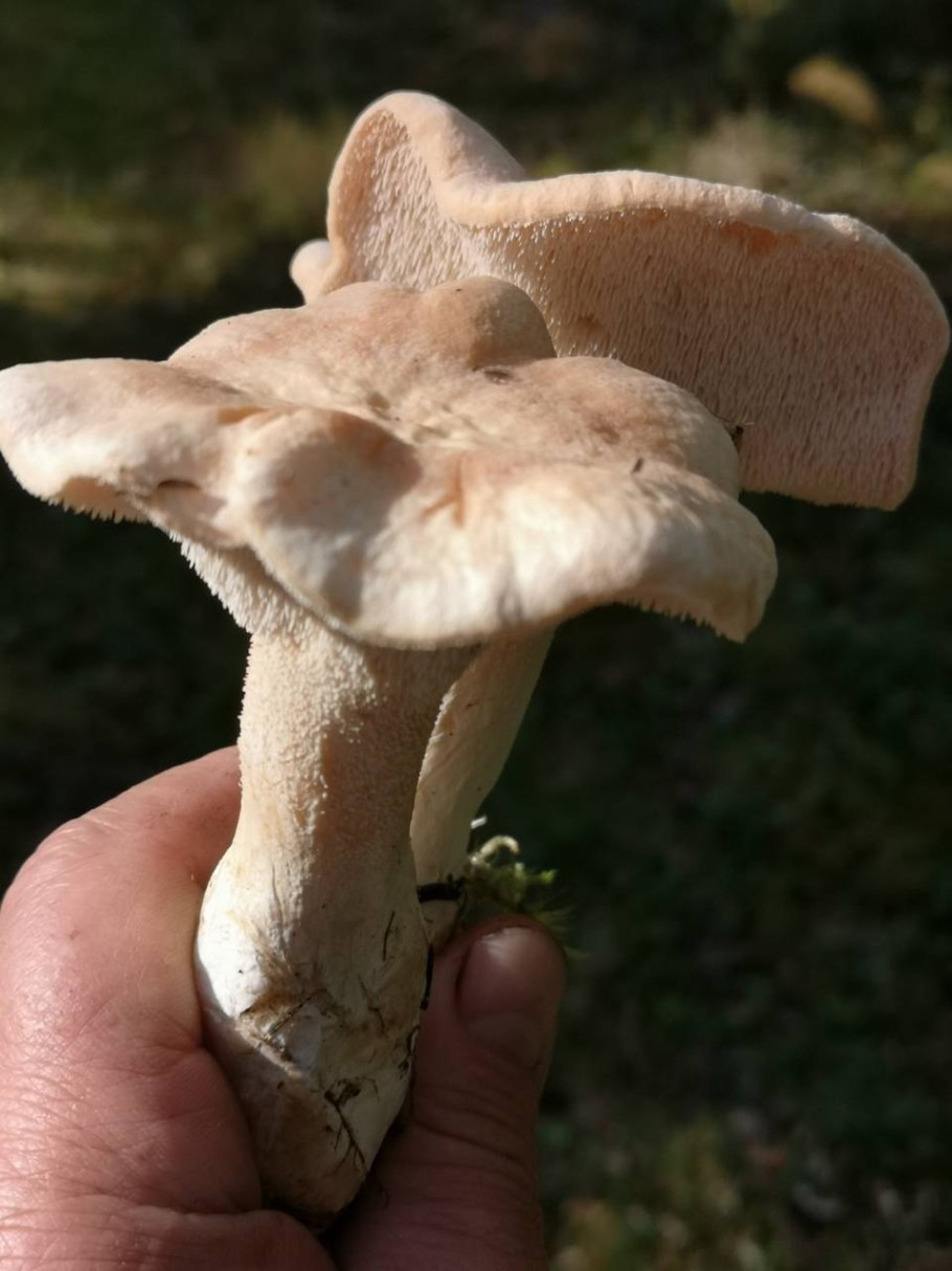 Грибы ежовик жёлтый