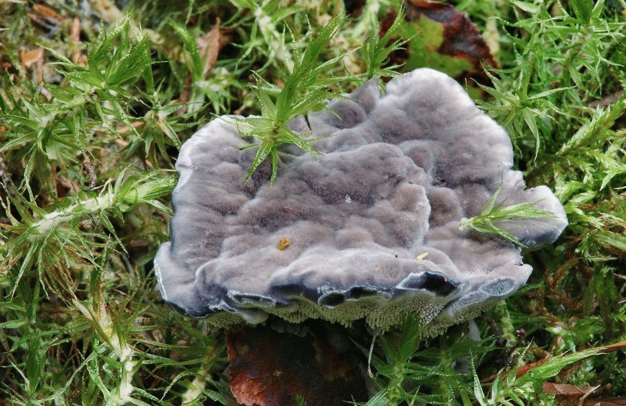 Ежовик финский