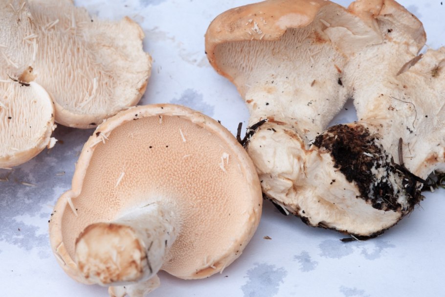 Ежовик гриб обыкновенный