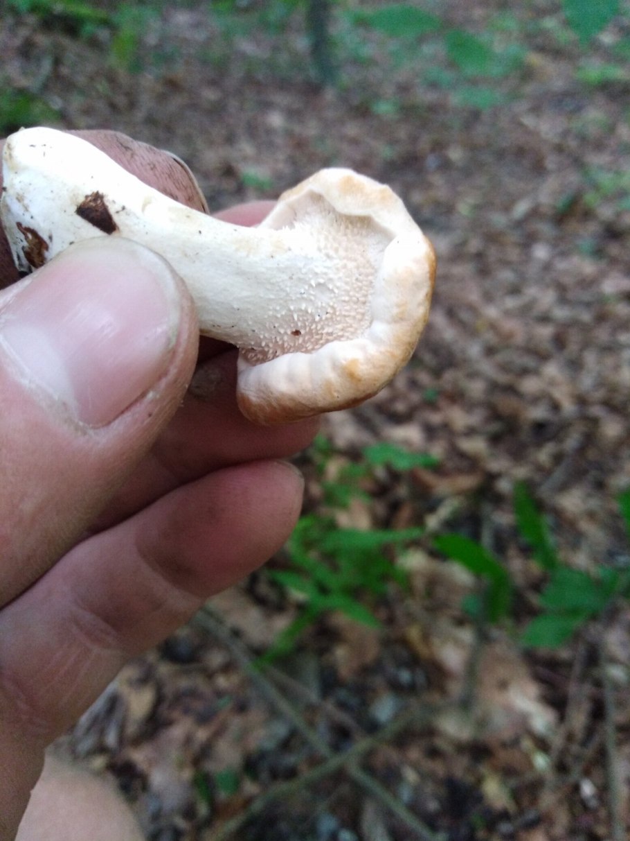 Грибы ежовик жёлтый