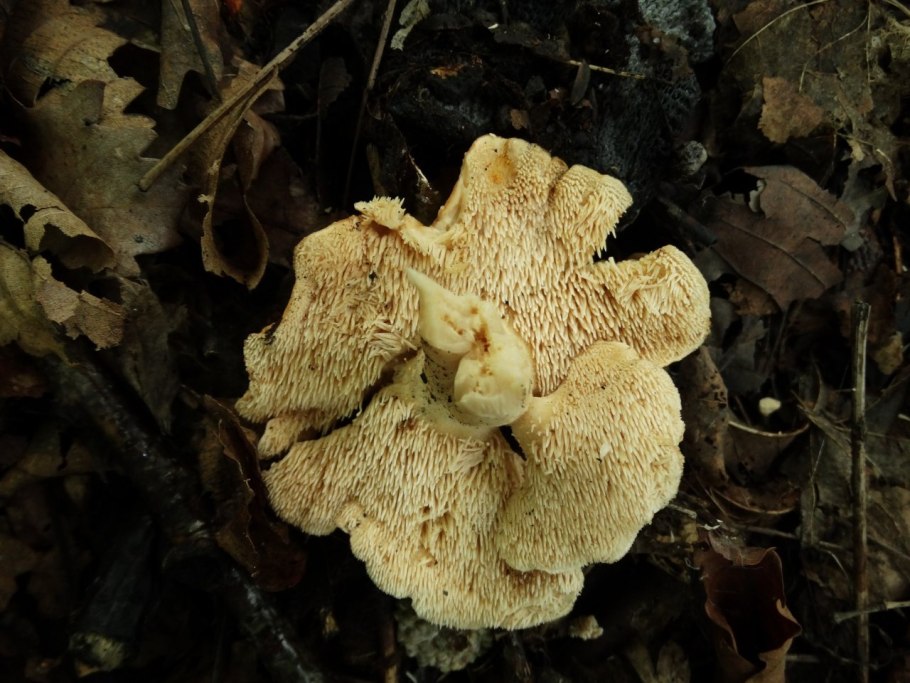 +Ежовик гриб желтый ежовик