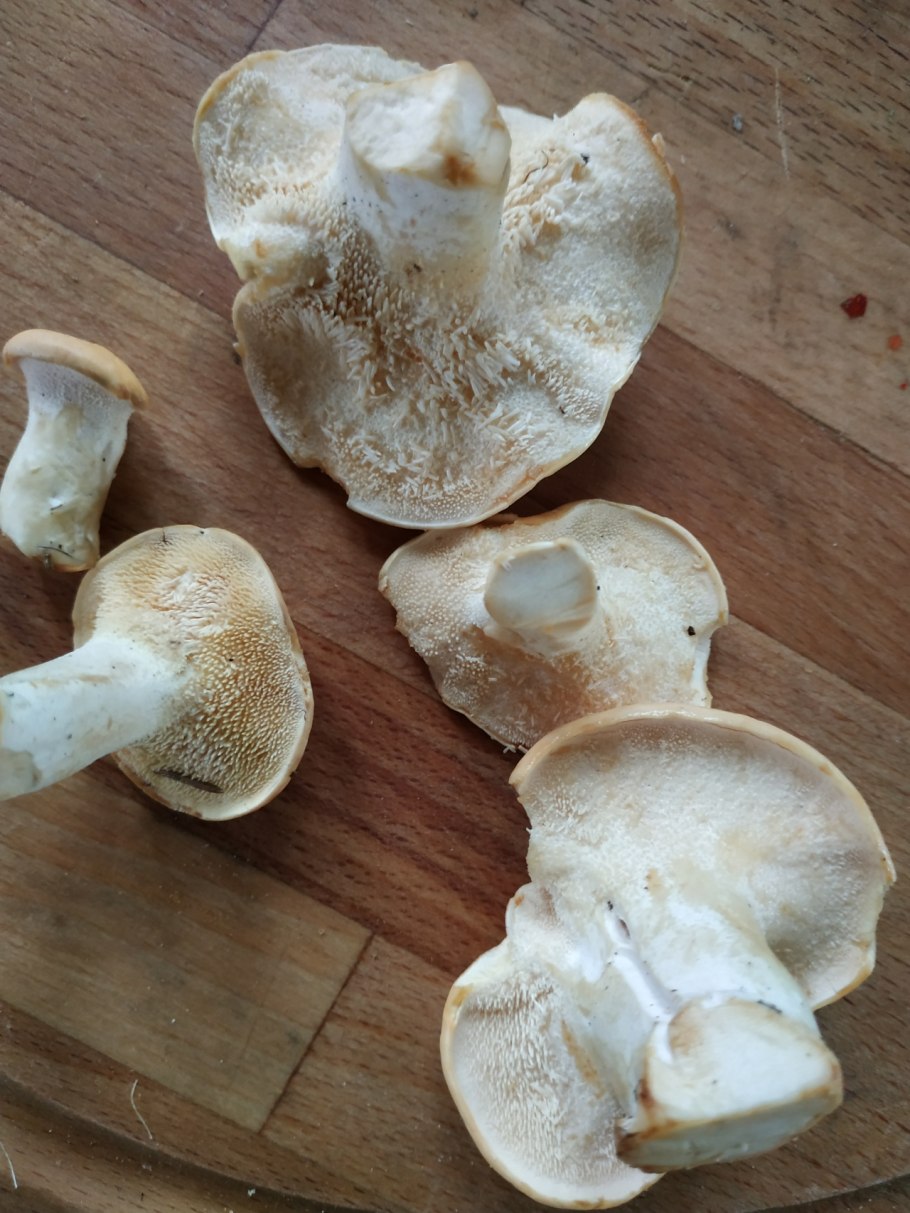 Ежовик белый съедобный