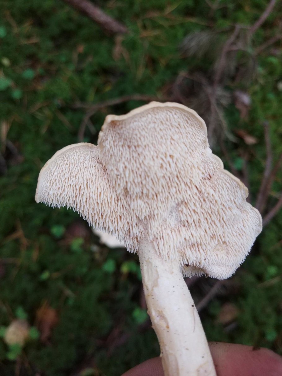 Ежовик жёлтый Hydnum repandum