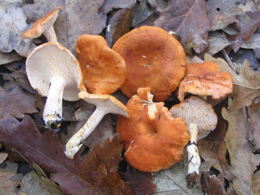 Hydnum rufescens