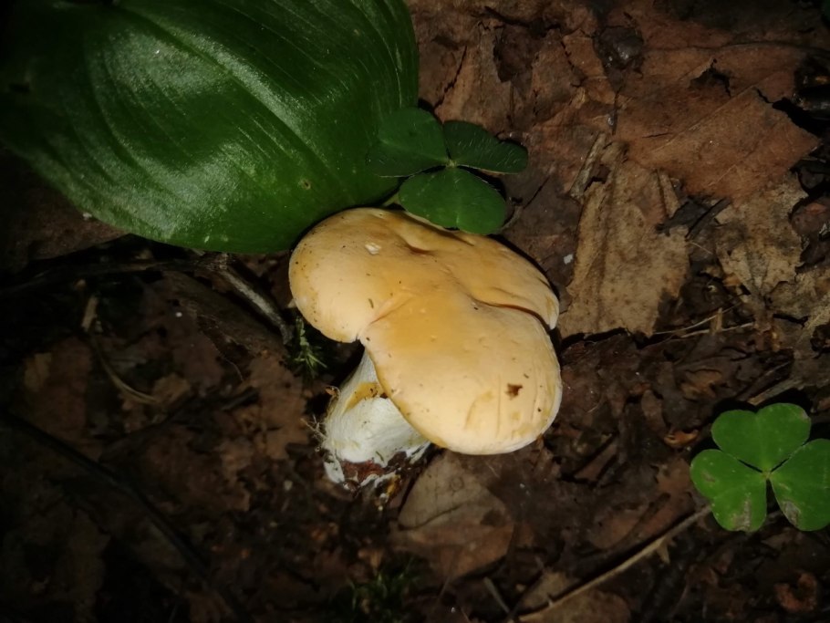 Гриб влажноголовка