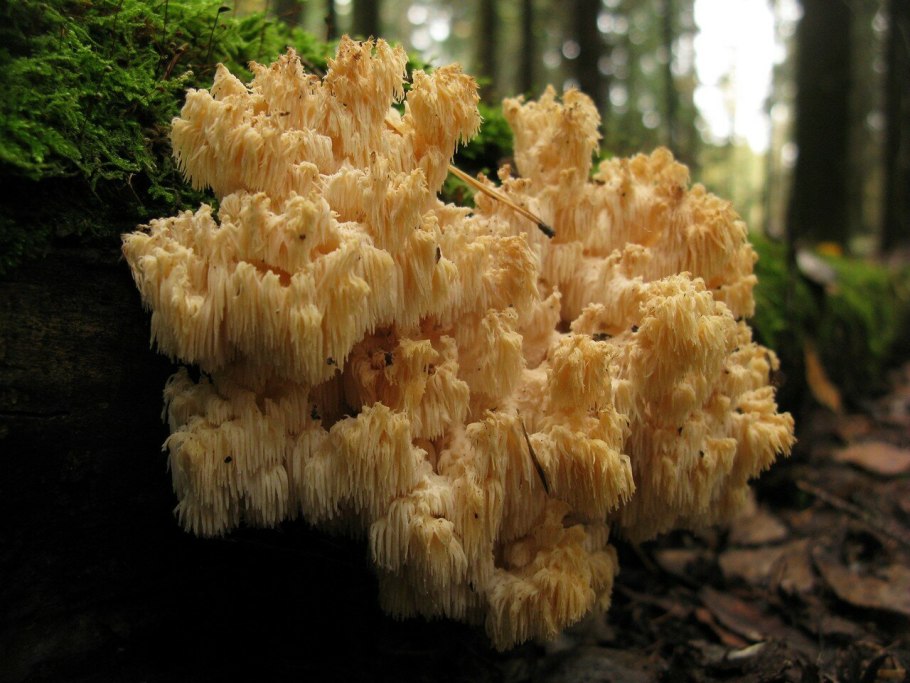 Ежовик Хрустальный гриб