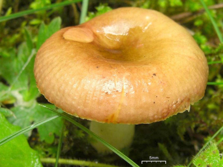 Сыроежка золотисто-жёлтая